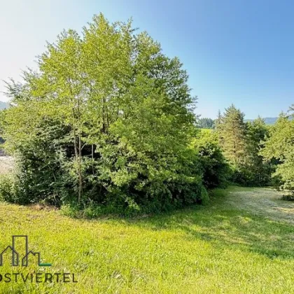 Großes Baugrundstück in Scheibbs!! PROVISIONSFREI! TOP LAGE!! - Bild 3