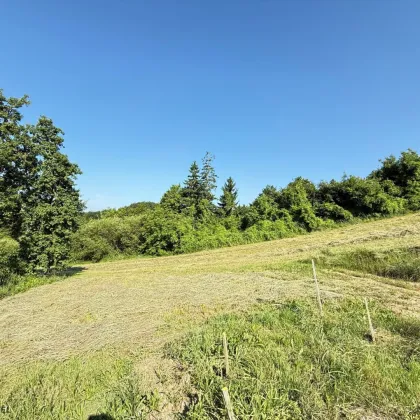 Großes Grundstück in bester Aussichtslage in Scheibbs!! PROVISIONSFREI! - Bild 3