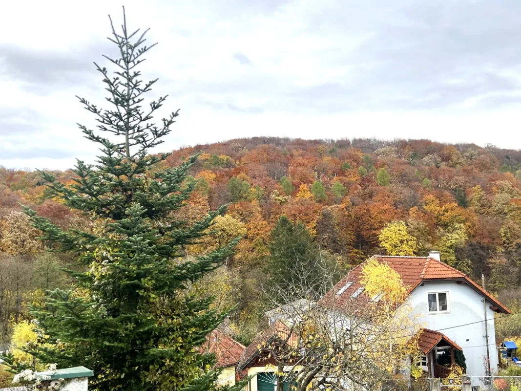 WOHNEN IM GRÜNEN - SONNIGES GRUNDSTÜCK AM RANDE DES WIENERWALDES! - Bild 1