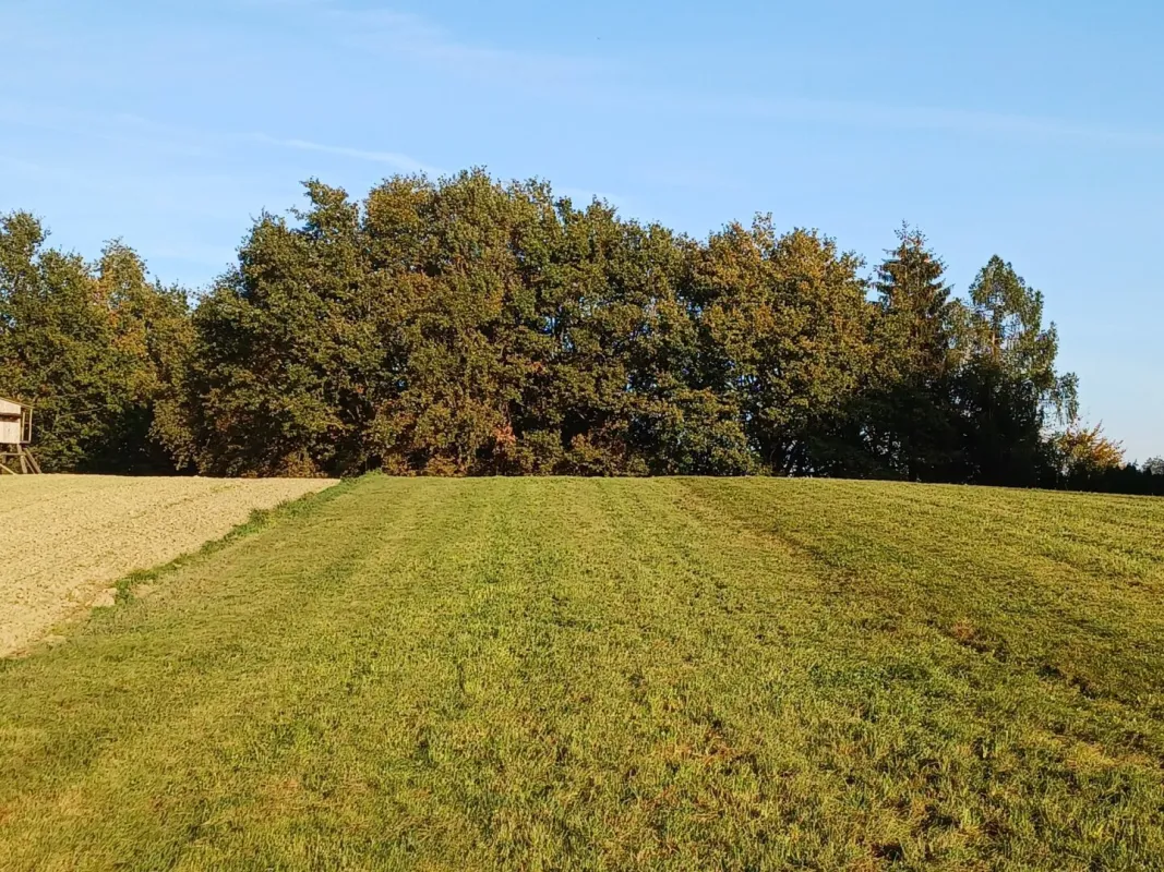 Landwirtschaftlicher Nutzgrund, Wiese und Wald - Bild 1
