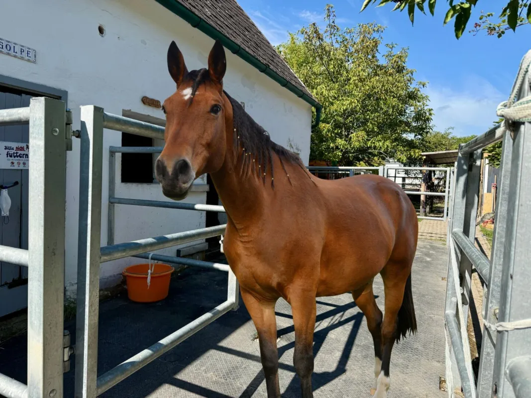Pferdeparadies: Reitplatz, Halle, Koppeln & charmanter Streckhof in der Nähe von Eisenstadt - Bild 1