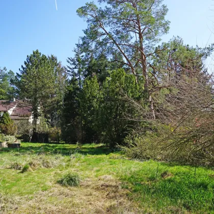 Villengrundstück in Waldrandruhelage zwischen Wolfersberg und Kolbeterberg - Bild 2