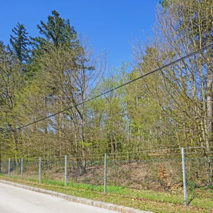 Villengrundstück in Waldrandruhelage zwischen Wolfersberg und Kolbeterberg - Bild 3