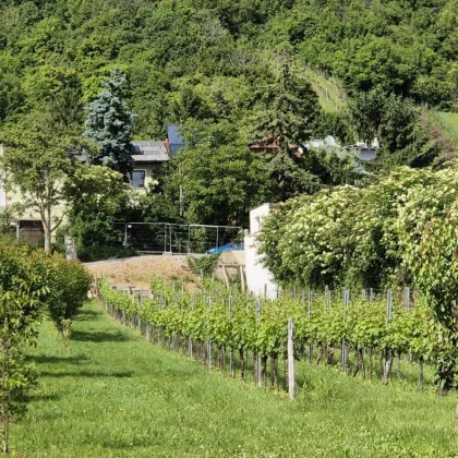 Villenbaugrund (1.335m²) in der Langenzersdorfer Kellergasse am Fuße des Bisambergs - Bild 3