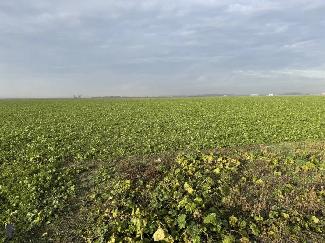 Nutzbares Land in Absdorf - 9183m² für Land- und Forstwirtschaft - Bild 1