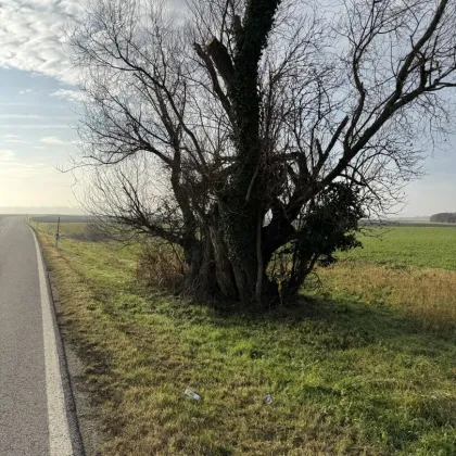 Nutzbares Land in Absdorf - 9183m² für Land- und Forstwirtschaft - Bild 3