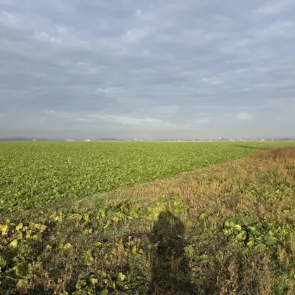 Nutzbares Land in Absdorf - 9183m² für Land- und Forstwirtschaft - Bild 2