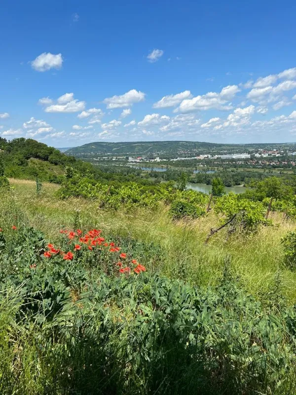 +++Traumhaftes Grundstück mit Garten und Fernblick in 1190 Wien - nur 560.000,00 €! - Bild 1