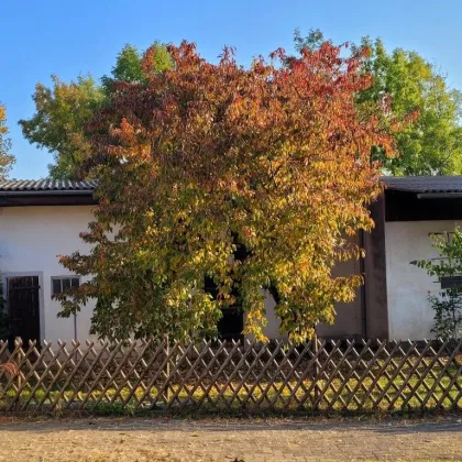 perfekt für Investoren bzw. Bauträger! - Traumhaftes Mehrfamilienhaus in Gols - Bild 3