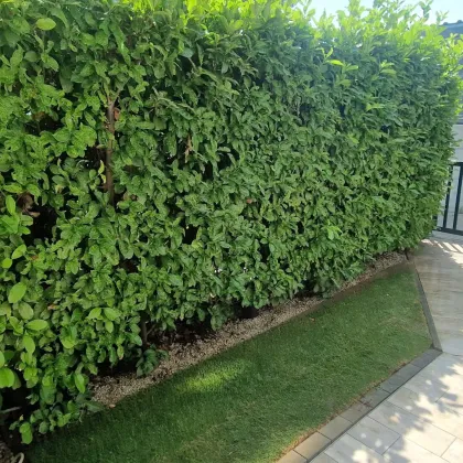 Gartenwohnung in absoluter Ruhelage in Leobersdorf - Bild 2