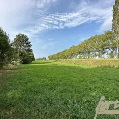 Grundstück für Bauträger in Königstetten - Bild 3