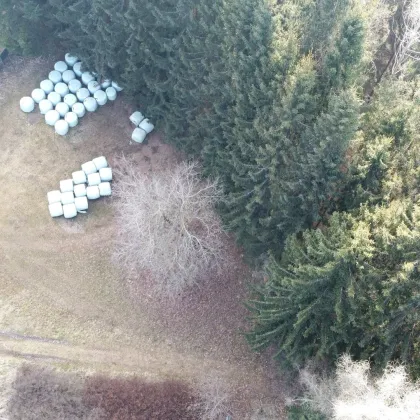 Aufgepasst: Baugrundstück mit Wald über der Nebelgrenze! - Bild 3