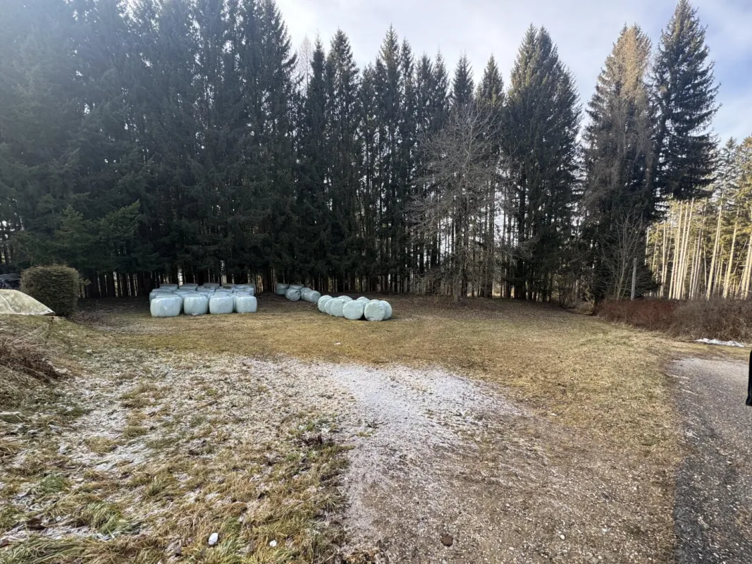 Aufgepasst: Baugrundstück mit Wald über der Nebelgrenze! - Bild 1