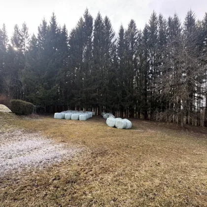 Aufgepasst: Baugrundstück mit Wald über der Nebelgrenze! - Bild 2