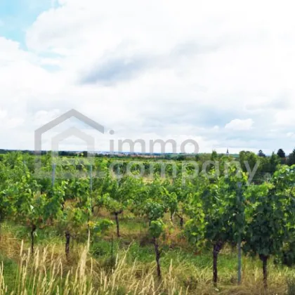 Besonderes Baugrundstück in Grünruhelage mit Fernblick in den Weinbergen - Bild 2