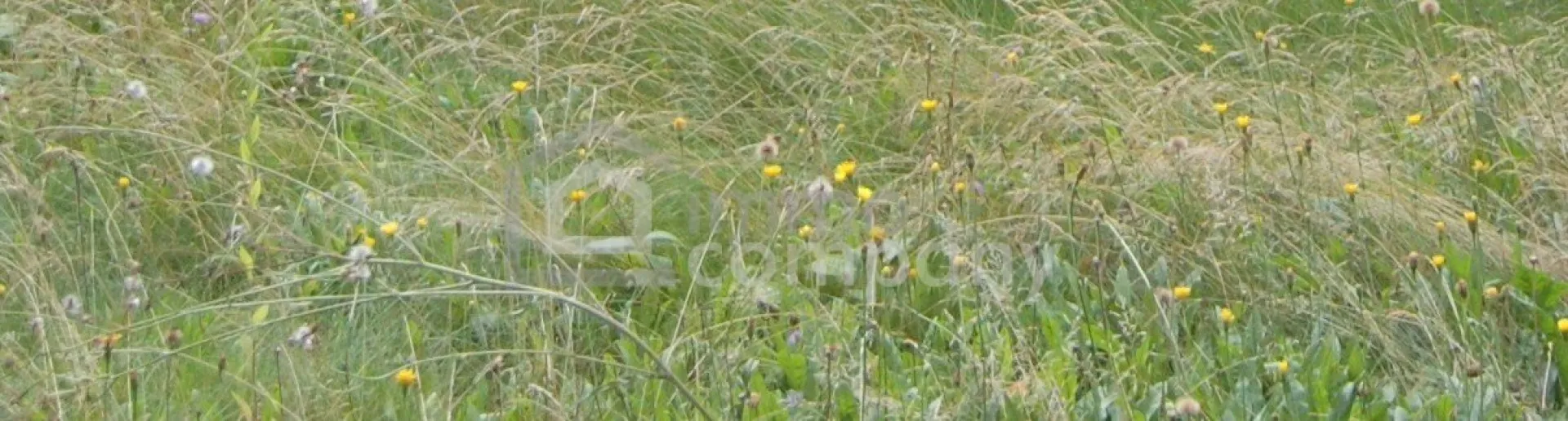 Sonniges Grundstück in ruhiger Lage - Bild 1