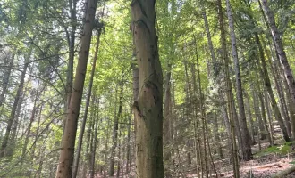 178 ha Eigenjagd mit 234 ha Jagd