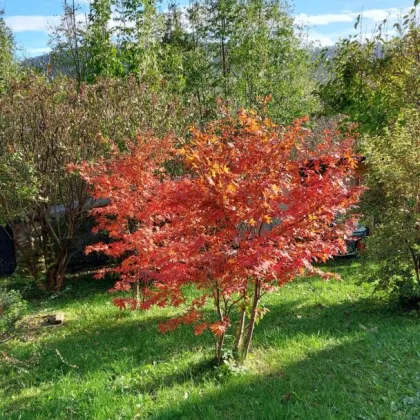 Garten. Berge. Freiheit. - Bild 2