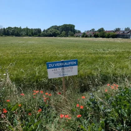 Großes, attraktives Baugrundstück in sonniger, ruhiger Lage – Ideal für Ihr Projekt! - Bild 2