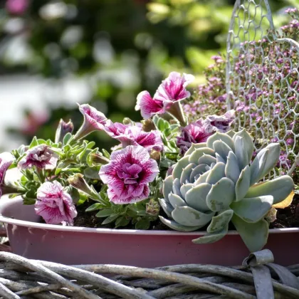 Tiny House - Ferienhaus - Wohnhaus - Raumwunder 1 - Bild 3