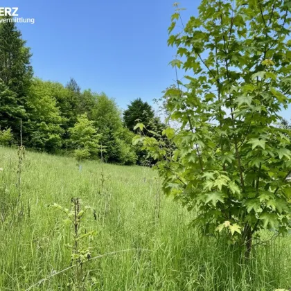 Leben am Sonnenhang - Bild 2