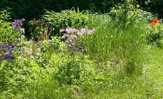 Gemütlicher Schrebergarten inkl. toller Gartenhütte zu MIETE/KAUFEN