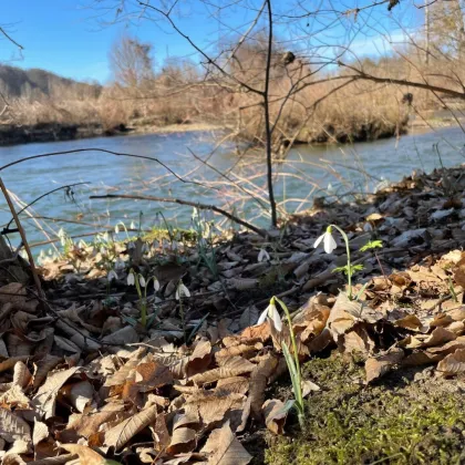 4 exklusive Bauplätze für Ein-und Zweifamilienhäuser (Doppelhäuser) in Wagna  direkte Nähe zum Naherholungsgebiet Silberwald   * Provisionsfrei* - Bild 2