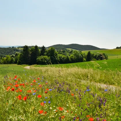Ruheoase mit eigenem Waldgrundstück - Bild 3