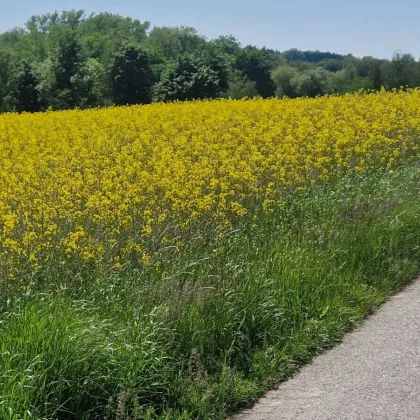 Ackerflächen 5,14 ha Nähe Andorf - Bild 2