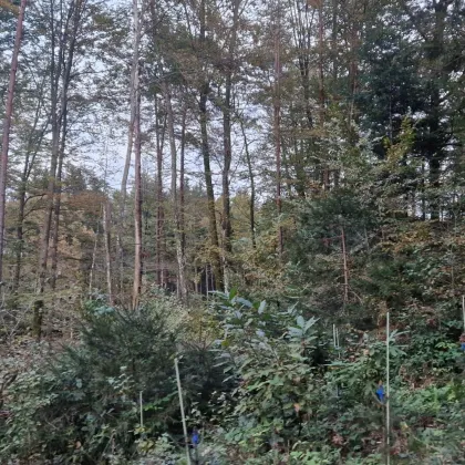 Land- und Forstwirtschaft mit rund 10 ha Grund und riesiger PV-Anlage - Bild 3