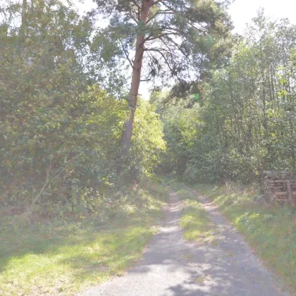 Waldfläche in Bergwerk/Bezirk Oberwart zu verkaufen - Bild 2