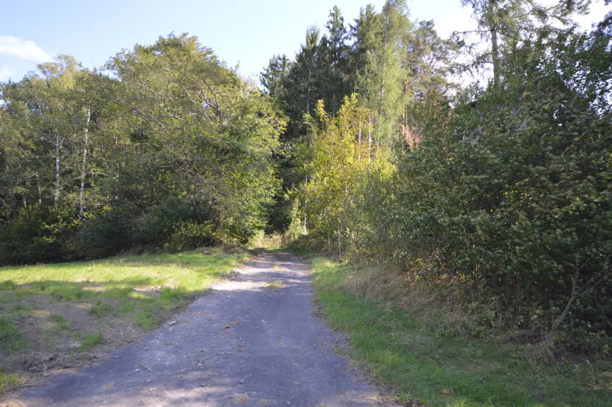 Waldfläche in Bergwerk/Bezirk Oberwart zu verkaufen - Bild 1