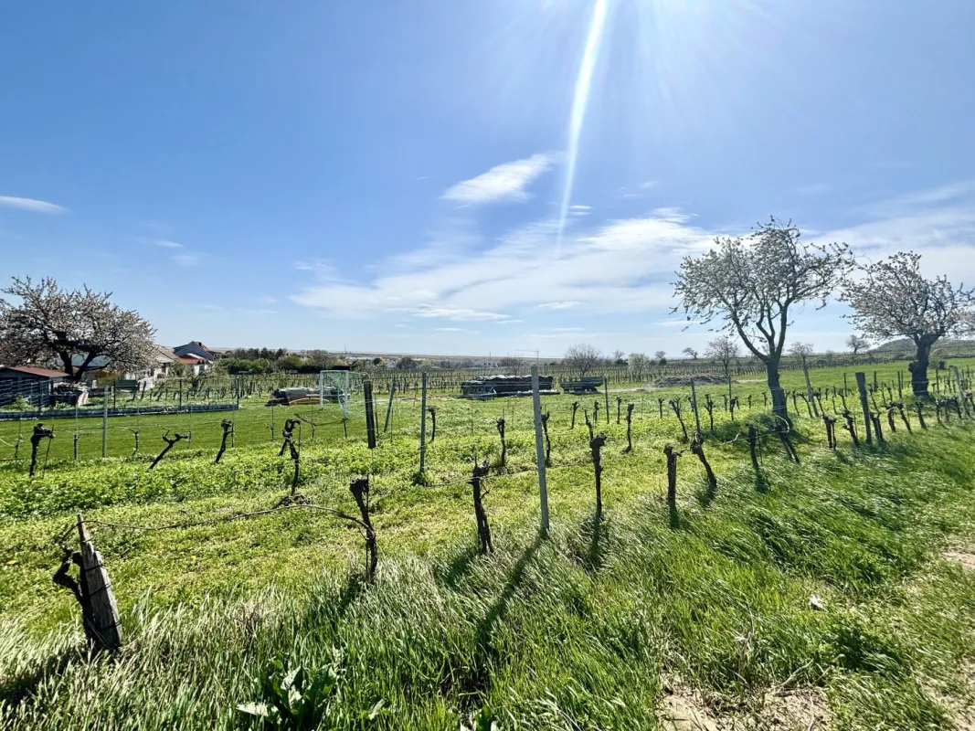 Aufschließungsgebiet in Jois - Investoren aufgepasst - Bild 1