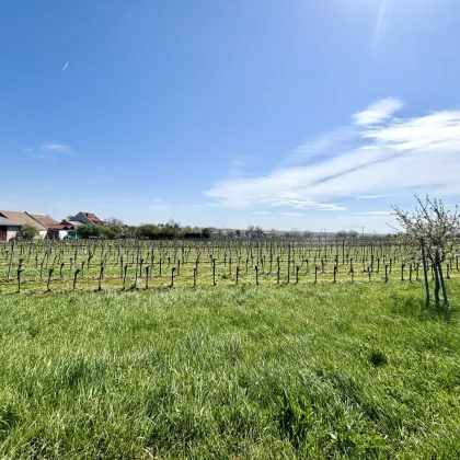 Aufschließungsgebiet in Jois - Investoren aufgepasst - Bild 3