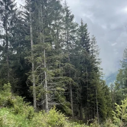 11 ha Wald in Murau Umgebung - Bild 2