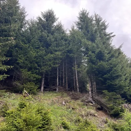 11 ha Wald in Murau Umgebung - Bild 3