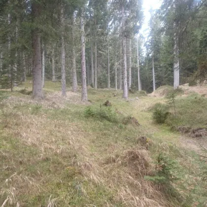 Waldgrundstück zu verkaufen! - Bild 2