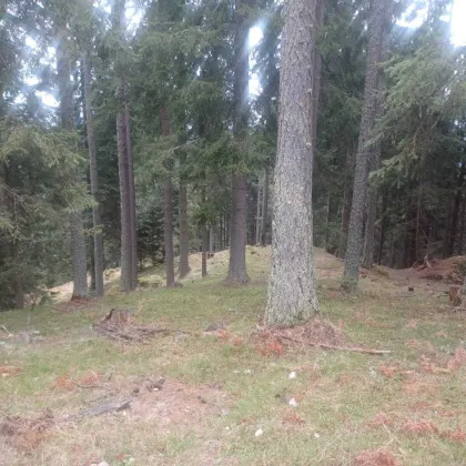 Waldgrundstück zu verkaufen! - Bild 3