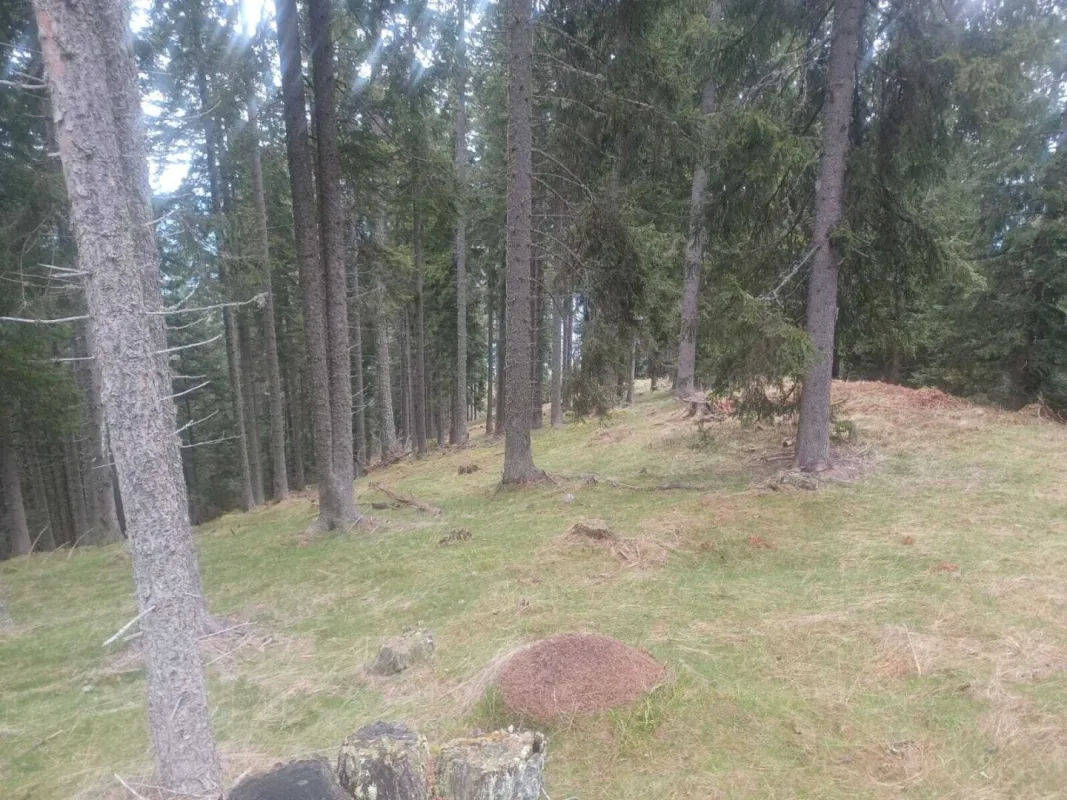 Waldgrundstück zu verkaufen! - Bild 1