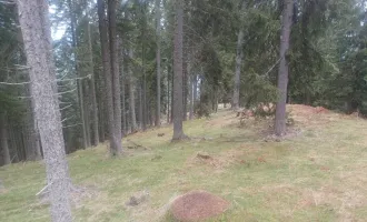 Waldgrundstück zu verkaufen!