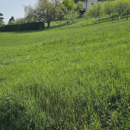 RUHELAGE 15 Min von Graz – großzügiges, sonniges, Grundstück in leichter Hanglage (teilbar) - Bild 2
