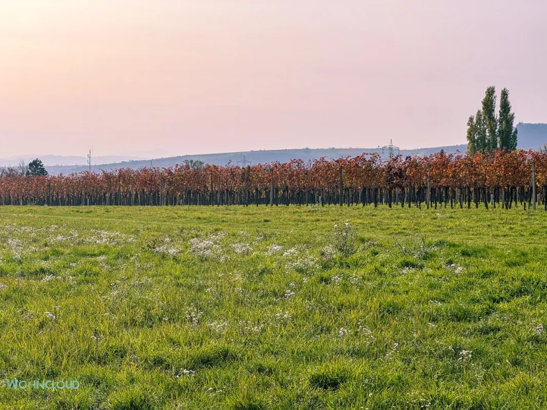 VINEYARDS CALLING, BAUGRUND MIT WEINBLICK - Bild 1