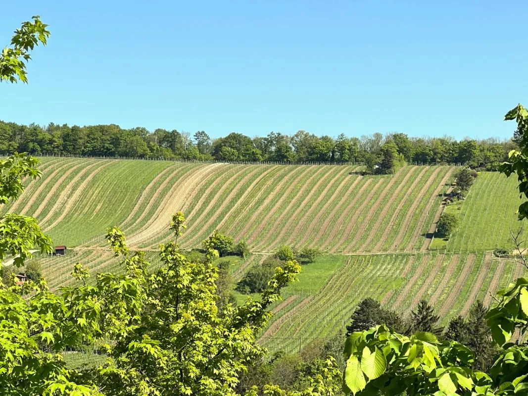 Neustift am Walde: Attraktive ruhig gelegene Wohnung mit Garten und zwei Garagenplätzen - Bild 1