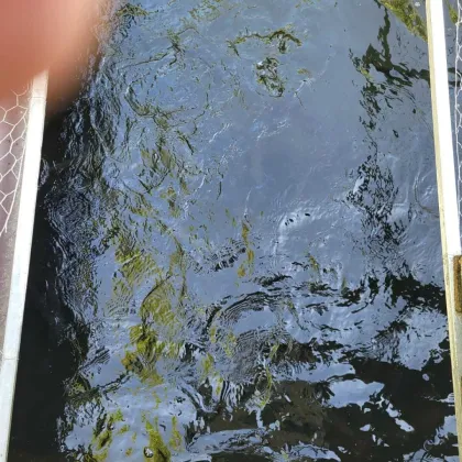 FREIZEITGRUNDSTÜCK mit BEWILLIGTER FISCHZUCHT inclusive 2 GARTENHÜTTEN (Wasserrechtsbescheid vorhanden) - Bild 3