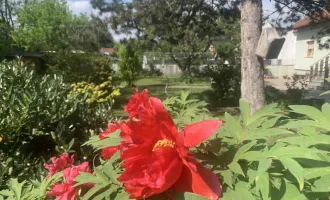 WIENER NEUSTADT: Ein- bzw. Mehrfamilienhaus in Ziegelmassivbauweise INKLUSIVE gewidmetem Baugrund in attraktiver Lage