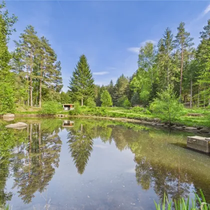 NATURJUWEL WALDVIERTEL - Professionelle Waldteichanlage 4,3 ha - Bild 3