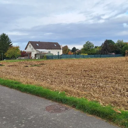 PROVISIONSFREI - Acker mit Potenzial auf langfristig teilweise Umwidmung in Bauland in der Gemeinde Zwentendorf zu kaufen - BIETERVERFAHREN - Bild 3