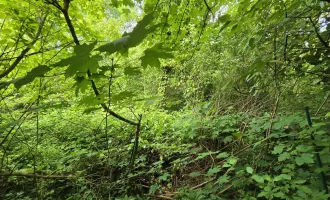 Verkauf aus Verlassenschaft - Grundstück - Urwald mit altem Haus - Abbruch