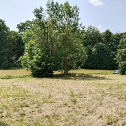Baugrundstück bei Schönering – sonnig gelegen und gut erreichbar! - Bild 3