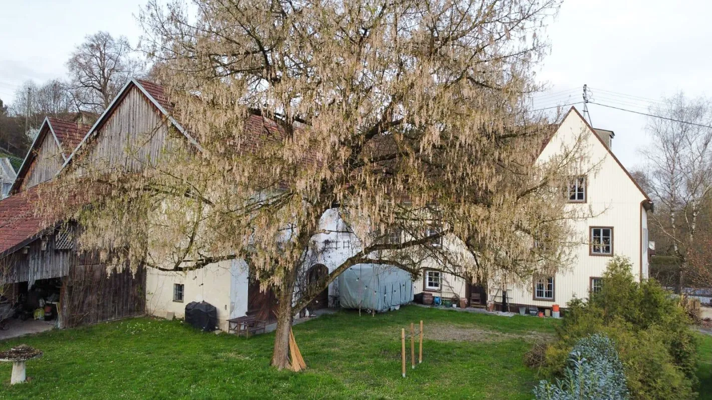 Historische Mühle in Schlossnähe – vielseitige Nutzung möglich - Bild 1